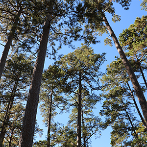 Trees